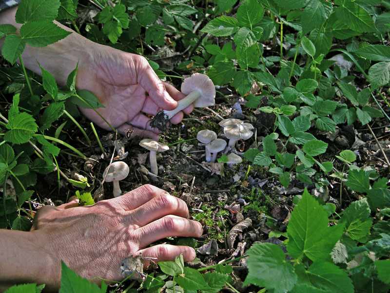 Calocybe gambosa ed Entoloma clypeatum.